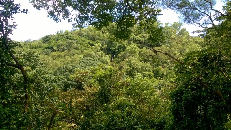 Lots of trees cover this hill