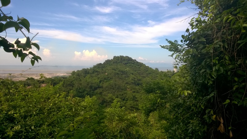 Nothing but trees around