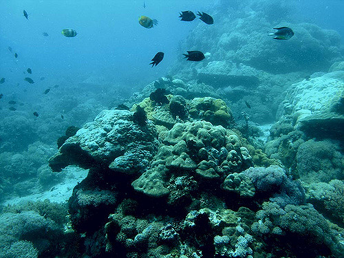 diverdon56 22-Nov-2005