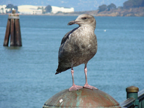 Peter Hahndorf 29-Sep-2008