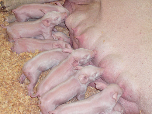 Peter Hahndorf 15-Sep-2008