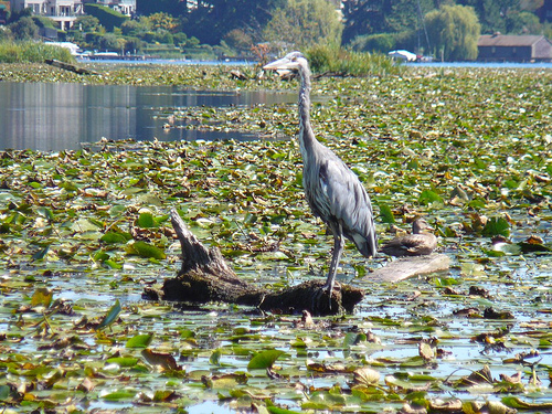 Peter Hahndorf 11-Sep-2008