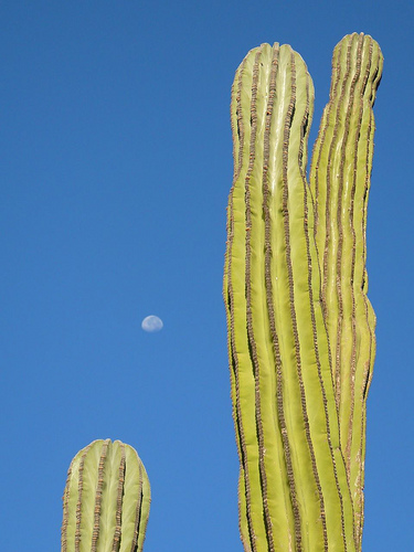 Peter Hahndorf 18-Oct-2008