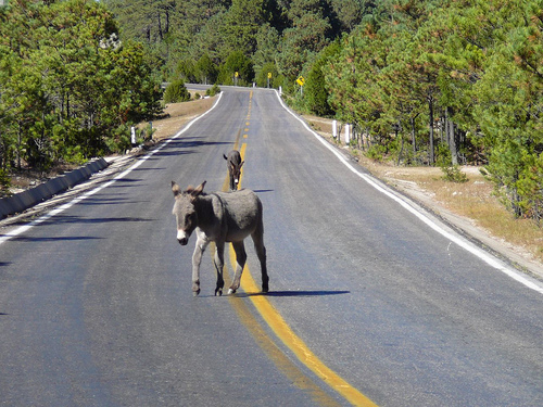 Peter Hahndorf 25-Oct-2008