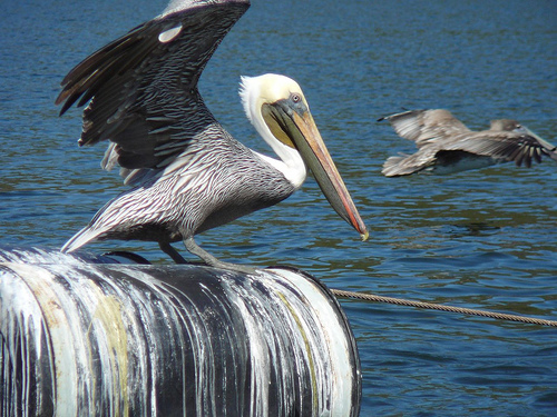 Peter Hahndorf 9-Dec-2008