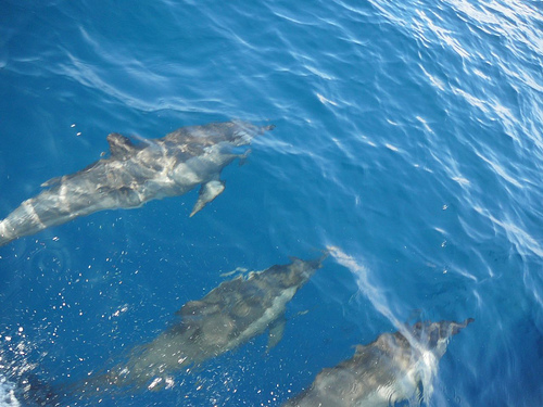 Peter Hahndorf 22-May-2009