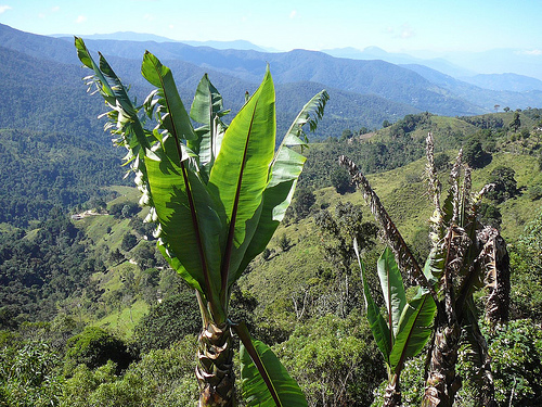 Peter Hahndorf 2-Jun-2009