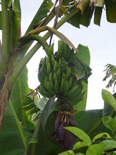 Peter Hahndorf 8-Jul-2009