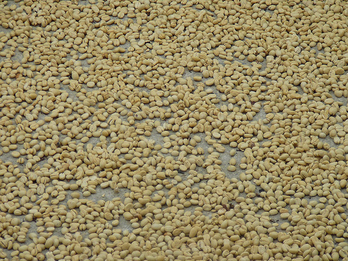 Peter Hahndorf 8-Jul-2009