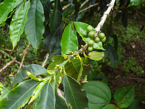 Peter Hahndorf 8-Jul-2009