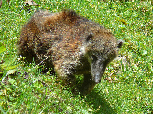 Peter Hahndorf 7-Jul-2009