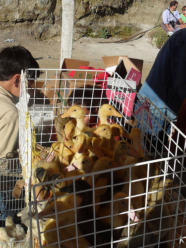 Peter Hahndorf 18-Jul-2009