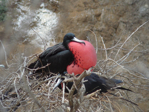 Peter Hahndorf 4-Aug-2009