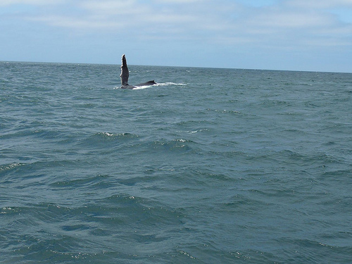 Peter Hahndorf 4-Aug-2009