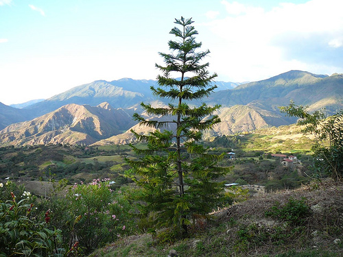 Peter Hahndorf 15-Aug-2009