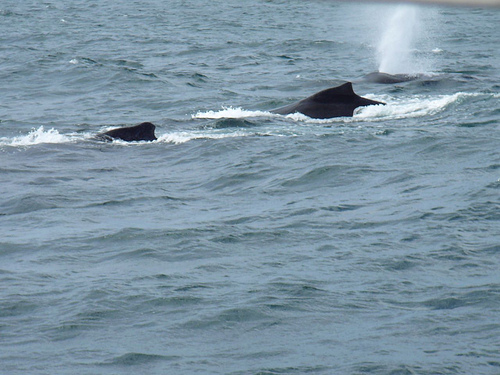 Peter Hahndorf 4-Aug-2009