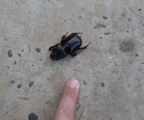 Peter Hahndorf 16-Dec-2009