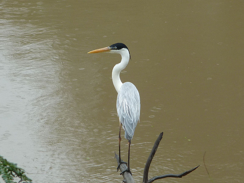 Peter Hahndorf 19-Dec-2009