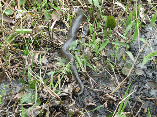 Peter Hahndorf 18-Dec-2009