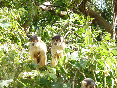 Peter Hahndorf 17-Dec-2009