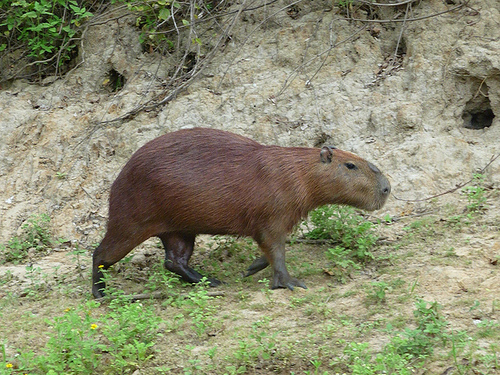 Peter Hahndorf 17-Dec-2009