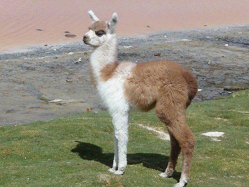Peter Hahndorf 9-Jan-2010