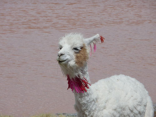 Peter Hahndorf 9-Jan-2010