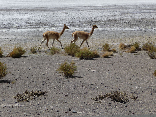 Peter Hahndorf 9-Jan-2010