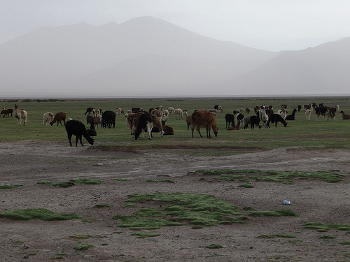 Peter Hahndorf 8-Jan-2010