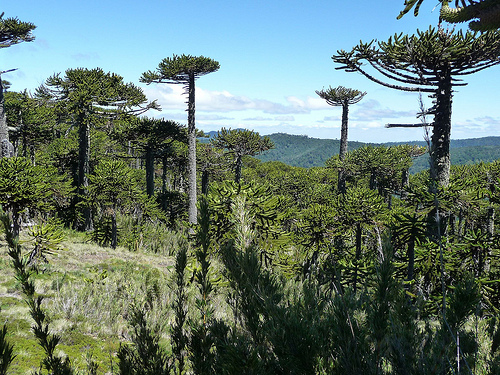 Peter Hahndorf 29-Jan-2010