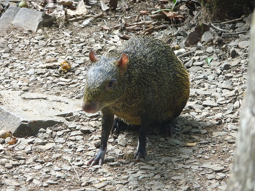 Peter Hahndorf 28-Apr-2010