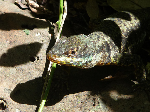 Peter Hahndorf 28-Apr-2010