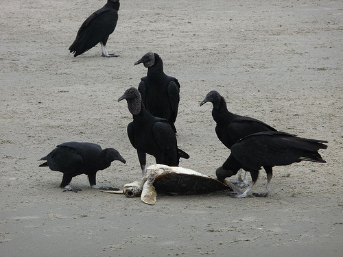 Peter Hahndorf 4-May-2010