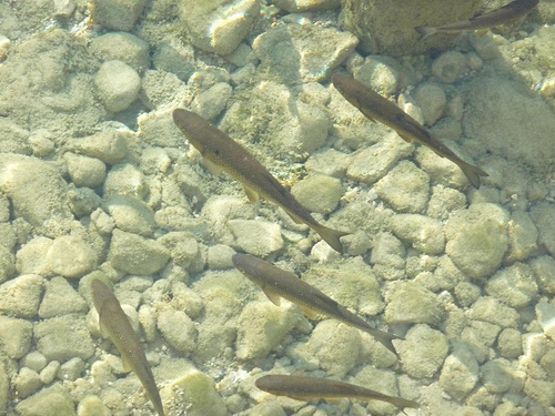 Peter Hahndorf 20-Oct-2011