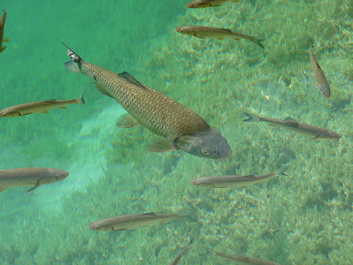 Peter Hahndorf 21-Oct-2011