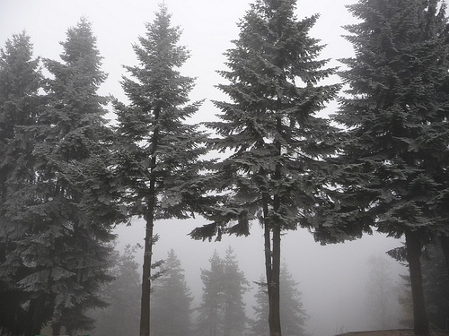 Peter Hahndorf 23-Nov-2011