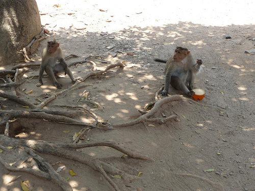 Peter Hahndorf 29-Feb-2012