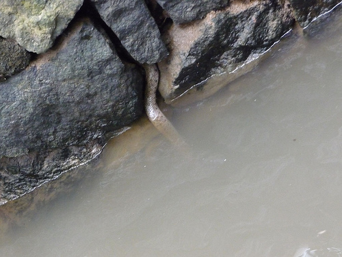 Peter Hahndorf 12-Mar-2012