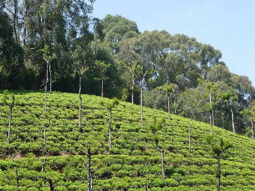 Peter Hahndorf 19-Mar-2012