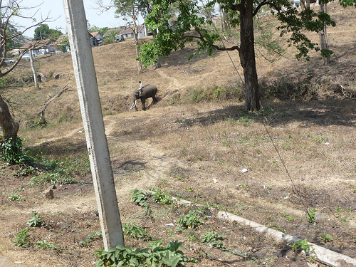 Peter Hahndorf 20-Mar-2012