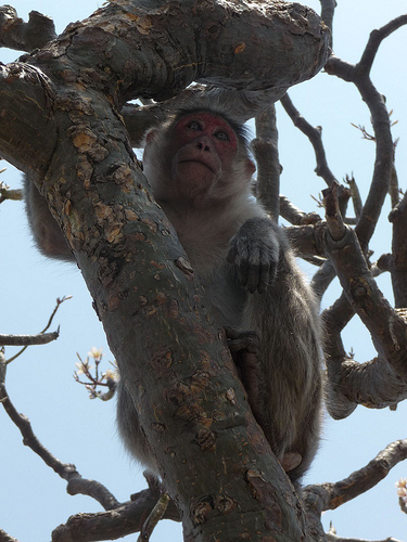 Peter Hahndorf 26-Mar-2012