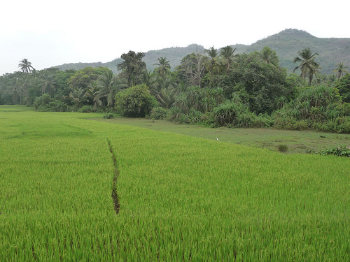 Peter Hahndorf 4-Apr-2012