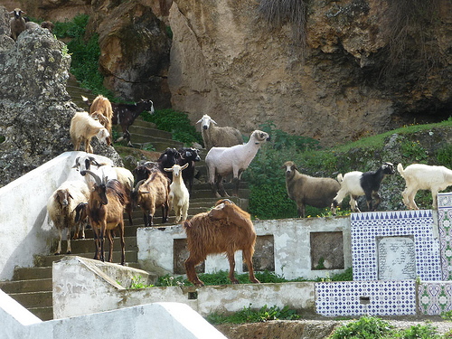 Peter Hahndorf 28-Mar-2013