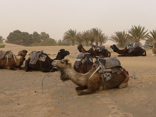 Peter Hahndorf 3-Apr-2013