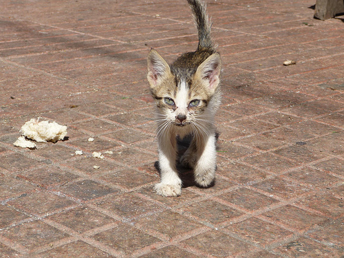 Peter Hahndorf 10-Apr-2013