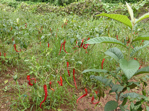 Peter Hahndorf 13-Sep-2015