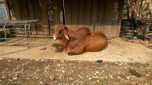 Peter Hahndorf 12-Mar-2016